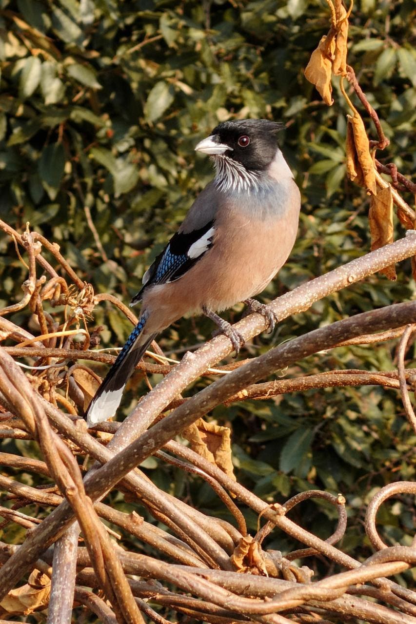 Black-headed Jay