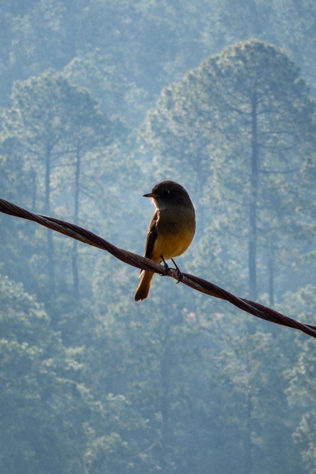 Ferruginous Flycatcher