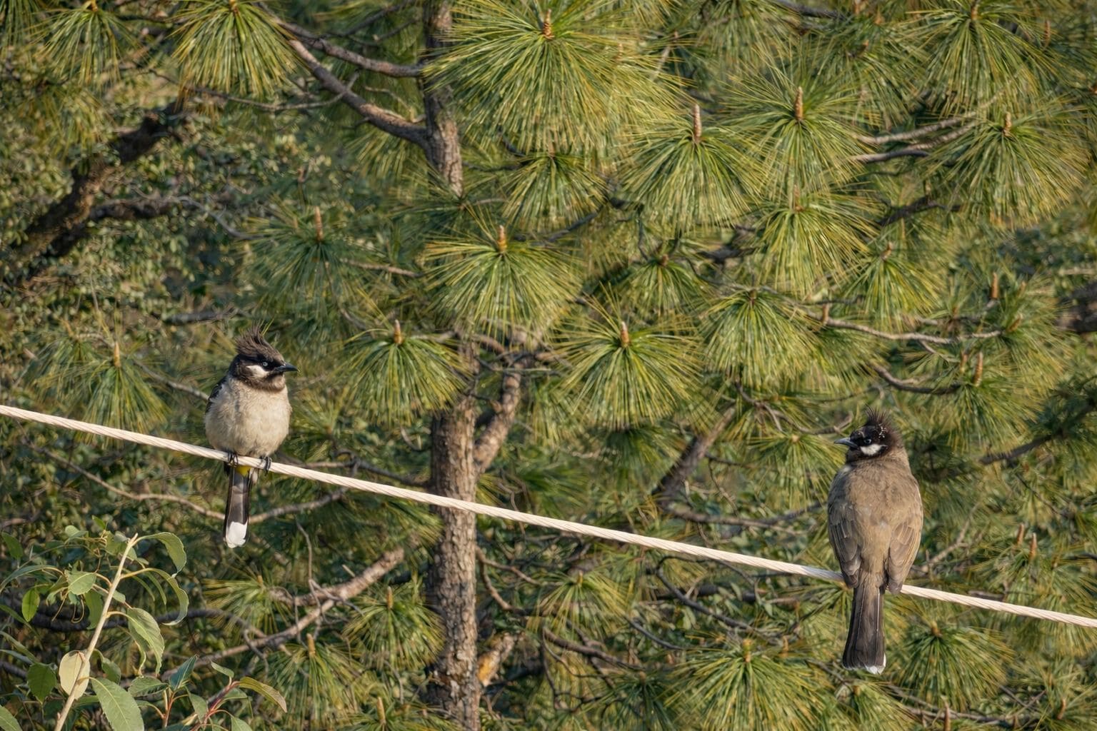 Himalayan Bulbul