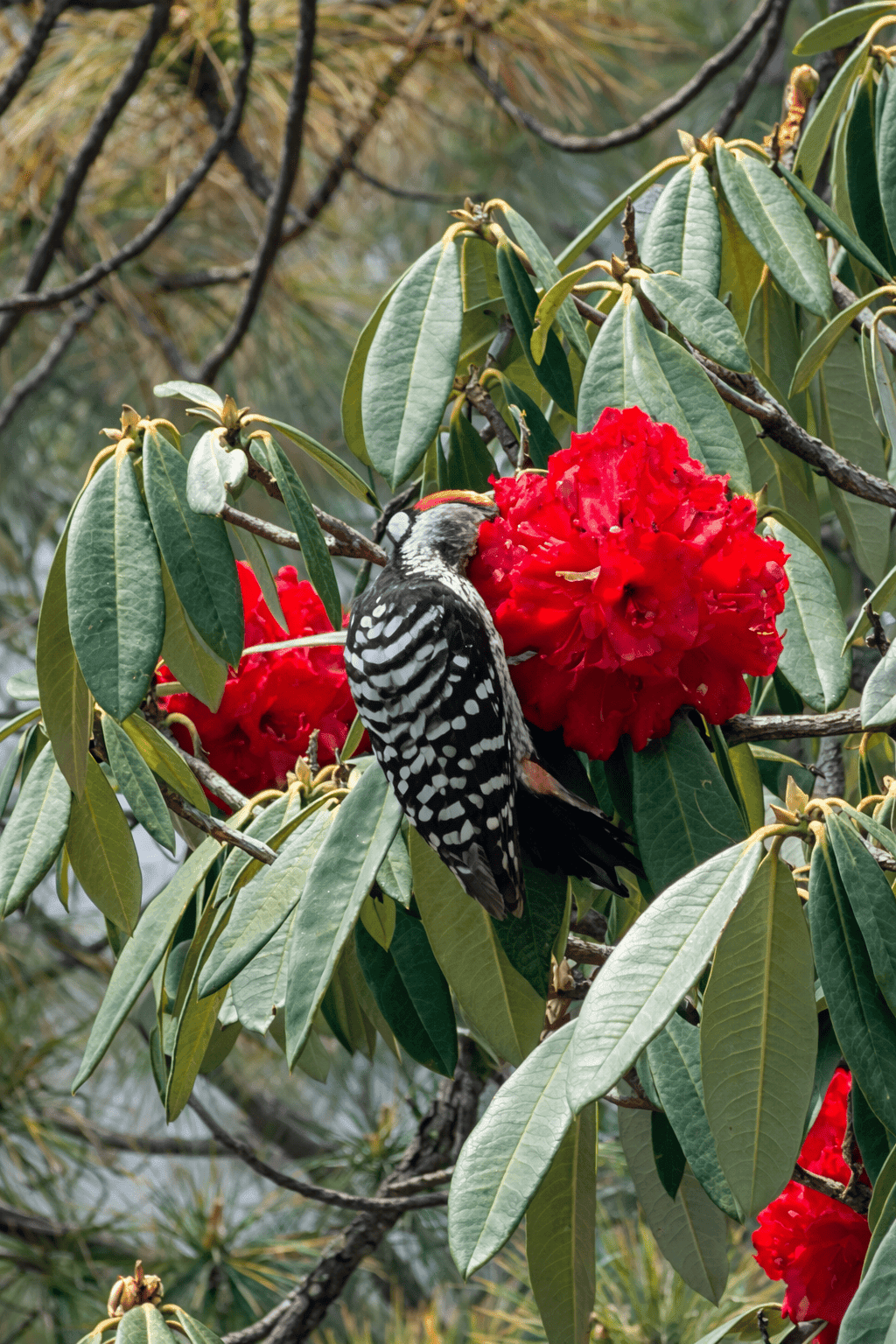 Himalayan Woodpecker