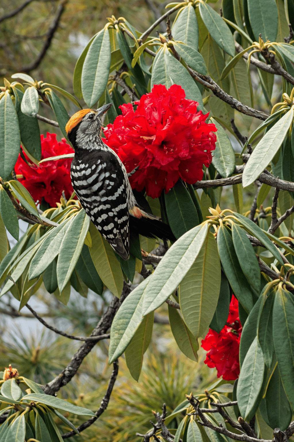 Stripe-breasted Woodpecker