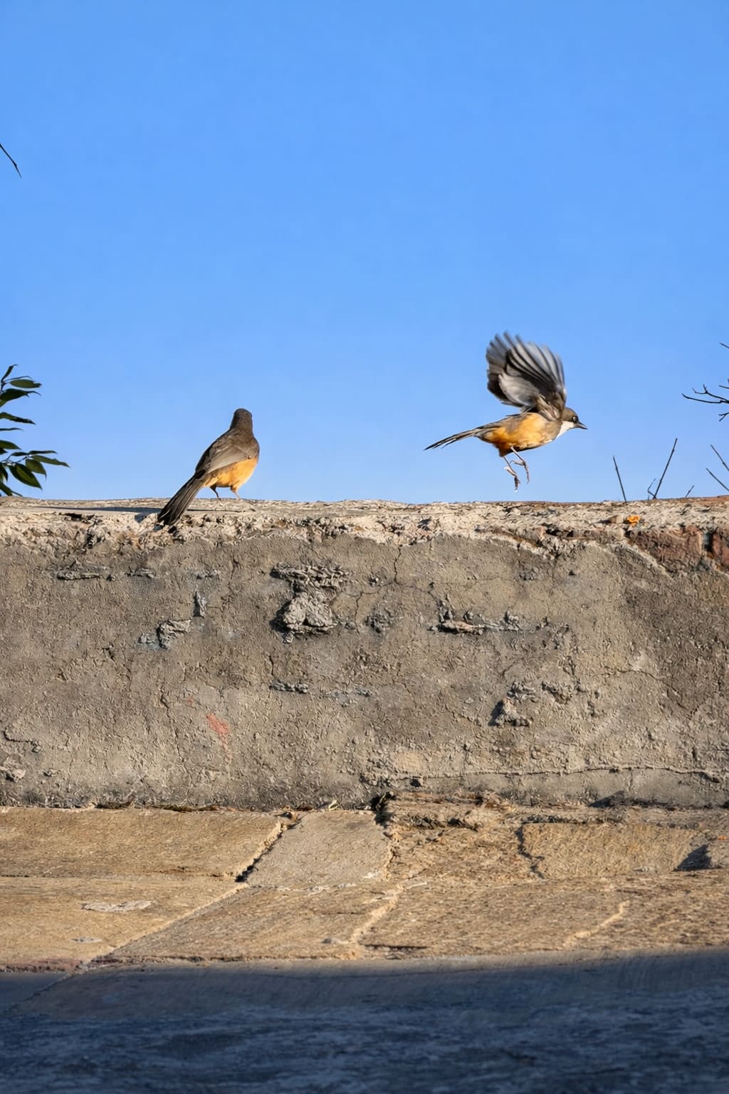 White-throated Laughingthrush