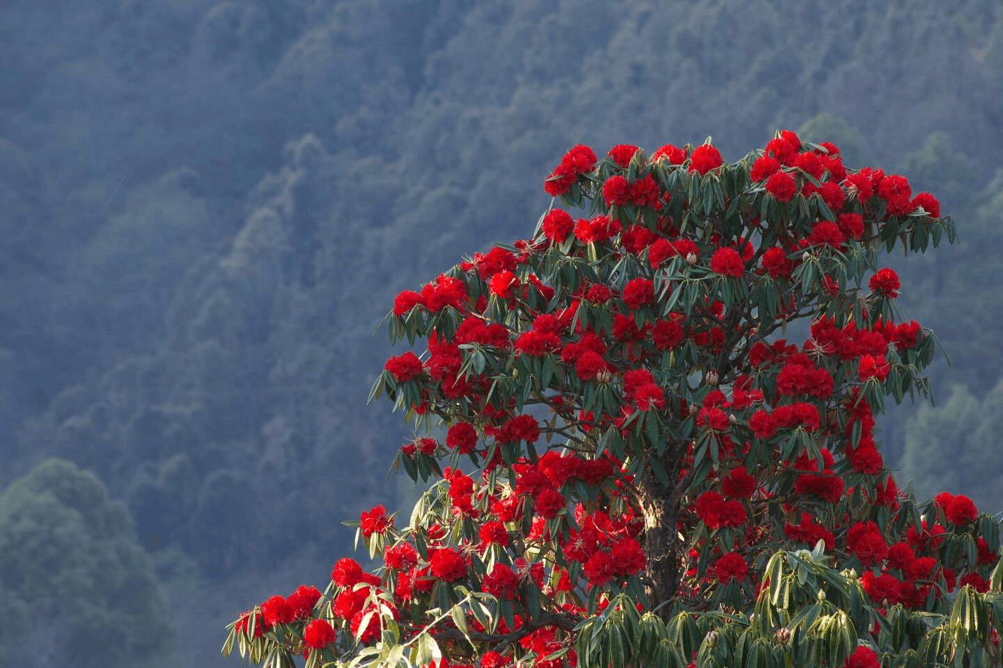 Buransh in bloom